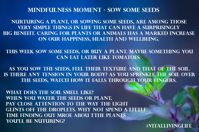 mindfulmomentsseeds